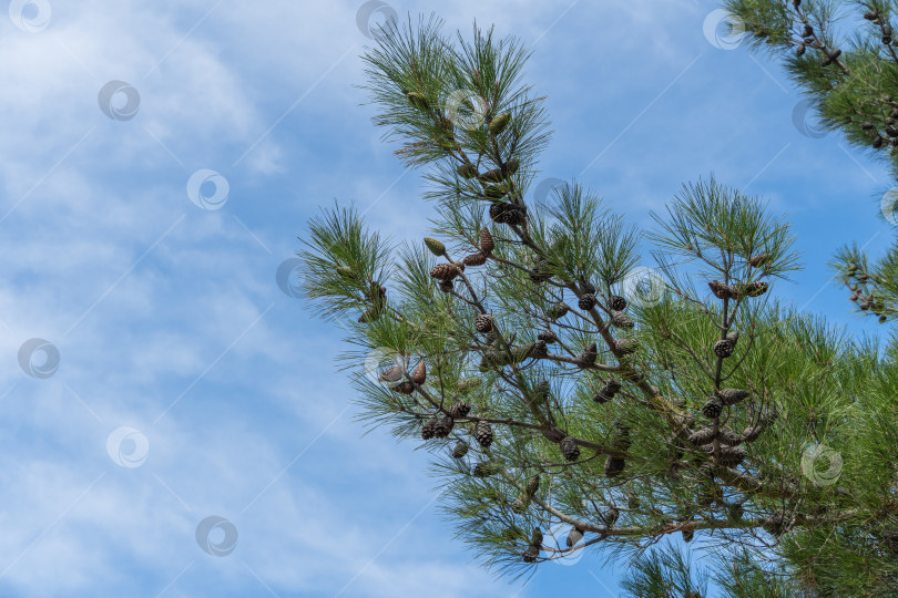 Скачать Столетняя пицундская сосна Pinus brutia pityusa на набережной курорта Геленджик. Крупный план крупных коричневых шишек на изогнутых ветвях на фоне бело-голубого облачного осеннего неба. Концепция природы для дизайна фотосток Ozero