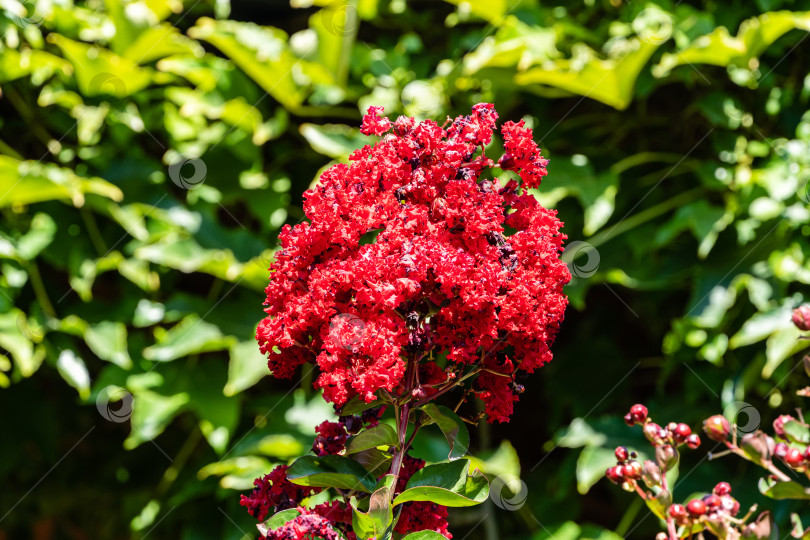 Скачать Красивые темно-красные цветы на миртовом дереве (Lagerstroemia indica) на размытом фоне зелени сада. Крупный план красных соцветий. Выборочный фокус. Концепция природы для дизайна. фотосток Ozero