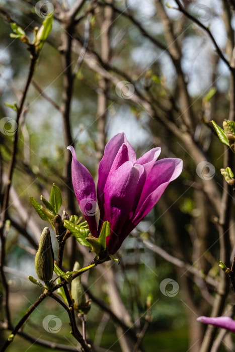 Скачать Крупный розовый цветок магнолии Сьюзен (Magnolia liliiflora x Magnolia stellata) на размытом фоне зелени сада. Выборочный фокус. Красивый цветущий сад весной. Концепция природы для дизайна. фотосток Ozero