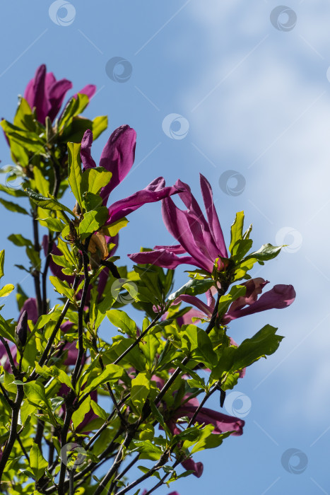 Скачать Крупные розовые цветы на ветвях магнолии Сьюзен (Magnolia liliiflora x Magnolia stellata) на размытом фоне. Выборочный фокус. Красивый цветущий весенний сад. Концепция природы для дизайна. фотосток Ozero