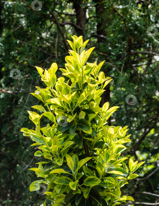 Скачать Euonymus japonicus Aureo-Marginata. Крупный план. Euonymus japonicus Aureo-Marginata с пестрыми зелено-желтыми листьями на размытом зеленом фоне. Выборочный фокус. Фон для естественного дизайна. фотосток Ozero