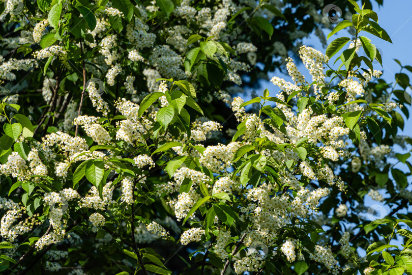 Скачать Ветви с крупными соцветиями белых цветов Prunus padus 'Сибирская красавица' на фоне голубого неба. Селективный фокус. Белые цветы цветущей черемухи или первомайского дерева. Природная концепция дизайна фотосток Ozero