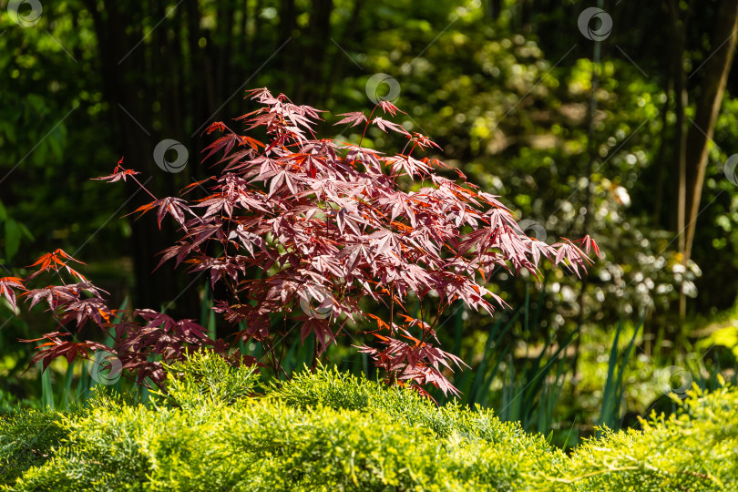 Скачать Японский клен Acer palmatum Atropurpureum на берегу красивого садового пруда. Выборочный фокус. Молодые красные листья на размытом фоне вечнозеленых растений. Весенний пейзаж, концепция фона природы. фотосток Ozero