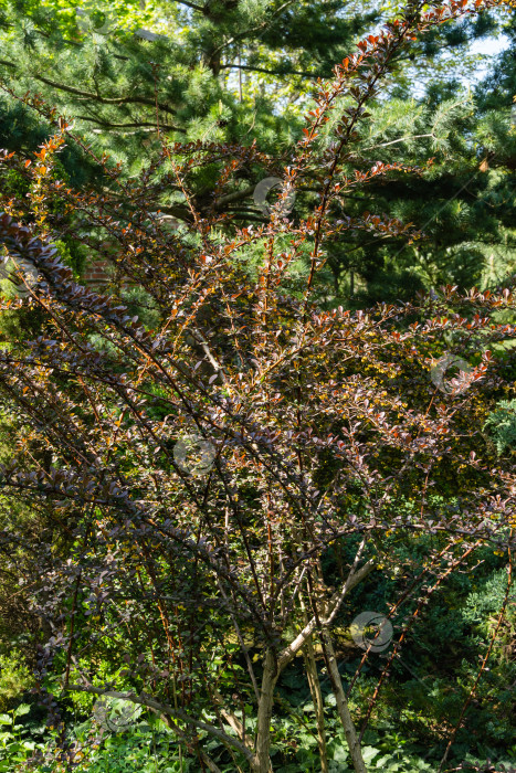 Скачать Красивая сиреневая листва на изогнутых ветвях барбариса Berberis thunbergii Atropurpurea на размытом фоне зелени. Вечнозеленый ландшафтный сад. Природная концепция дизайна. Избирательный подход. фотосток Ozero