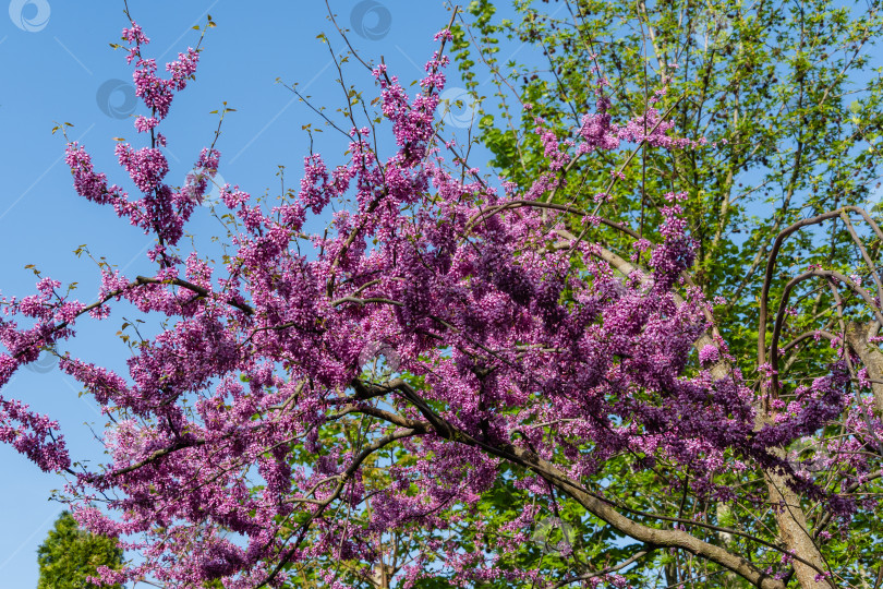 Скачать Розовые цветы на ветвях Oriental Redbud, или Ориентал Редбуд, Cercis canadensis фиолетовый на фоне голубого весеннего неба. Выборочный фокус. Крупный план ветвей с розовыми цветами иудиного дерева. Концепция природы. фотосток Ozero