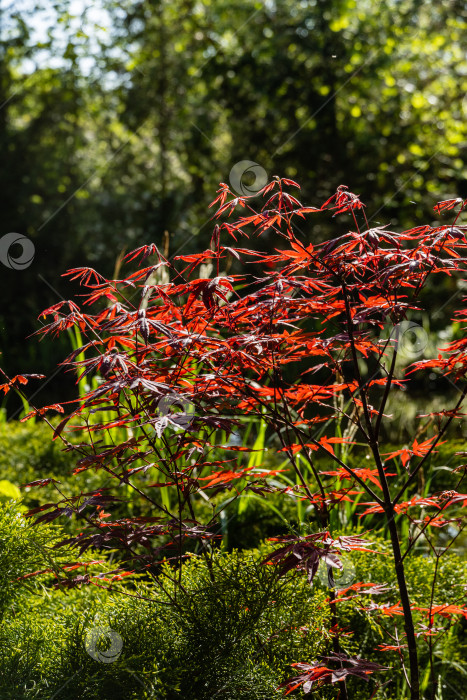 Скачать Японский клен Acer palmatum Atropurpureum на берегу красивого садового пруда. Выборочный фокус. Крупный план. Молодые красные листья сияют на весеннем солнце. Весенний пейзаж, концепция природы. фотосток Ozero