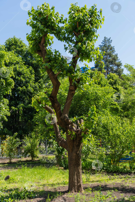 Скачать Липа Кавказская со спиленными стволами на фоне голубого весеннего неба. Молодые листья красиво смотрятся на помолодевшем дереве. Двор многоэтажного жилого дома. фотосток Ozero