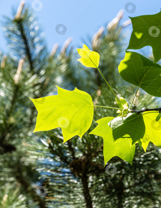 Скачать Молодые ярко-зеленые листья тюльпанного дерева (Liriodendron tulipifera), называемого Тюльпанным деревом, американским или тюльпановым тополем, на размытом фоне ветвей австрийской сосны. Крупный план. Выборочный фокус. фотосток Ozero