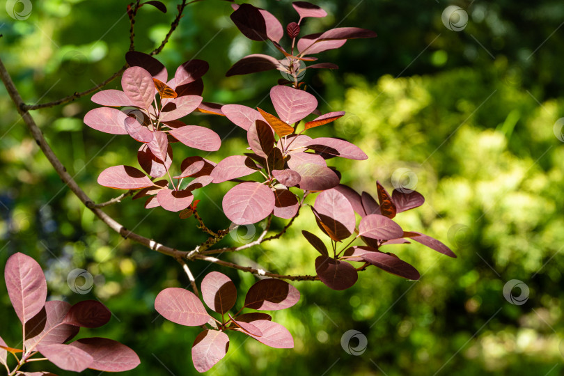 Скачать Молодые красные листья Cotinus coggygria Royal Purple (Rhus cotinus, европейское дымчатое дерево) на размытом фоне зелени ландшафтного сада. Крупный план. Концепция естественного дизайна. Выборочный фокус. фотосток Ozero
