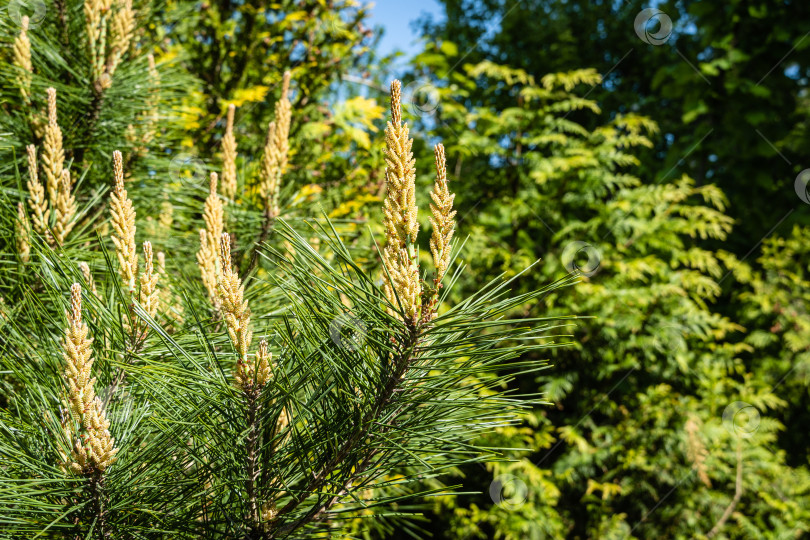 Скачать Молодые длинные побеги на ветвях сосны Pinus densiflora Umbraculifera на размытом фоне вечнозеленых растений. Крупный план. Солнечный день в весеннем саду. Концепция природы для дизайна. Выборочный фокус. фотосток Ozero