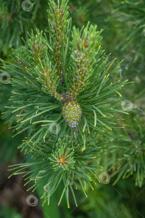 Скачать Pinus mugo Ophir с прошлогодней зеленой шишкой на ветке на размытом темно-зеленом фоне. Крупный план. Зеленая карликовая горная сосна с золотистыми кончиками иголок.Концепция природы для дизайна. Выборочный фокус фотосток Ozero