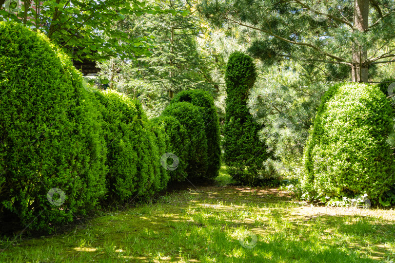 Скачать Кусты самшита Buxus sempervirens или европейского самшита с яркой глянцевой молодой зеленой листвой в вечнозеленом ландшафтном саду. Размытый зеленый фон. Крупный план. Концепция природы для дизайна. Выборочный фокус фотосток Ozero