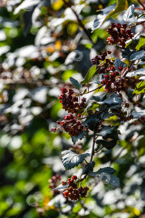 Скачать Кустарник девятилистный или Physocarpus Opulifolius Diabolo с фиолетовыми листьями и красными плодами, сияющими на солнце на темном размытом фоне. Выборочный фокус. Крупный план. Цветочный пейзаж. Концепция природы. фотосток Ozero