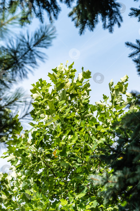 Скачать Ярко-зеленые листья тюльпанного дерева (Liriodendron tulipifera), называемого Тюльпанным деревом, американским или тюльпановым тополем, на фоне голубого летнего неба. Выборочный фокус. Есть место для текста. фотосток Ozero