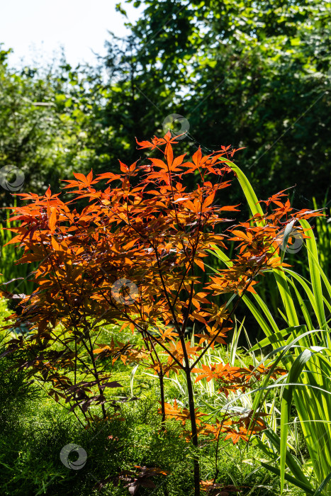 Скачать Японский клен Acer palmatum Atropurpureum на берегу красивого садового пруда. Выборочный фокус. Крупный план. Молодые красные листья сияют на весеннем солнце. Весенний пейзаж, концепция природы. фотосток Ozero