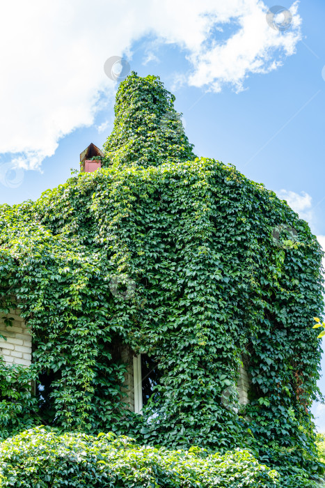 Скачать Двухэтажный дом, увитый зелеными листьями Parthenocissus quinquefolia (вьюнок Вирджинии, вьюнок Виктории, пятилистный плющ) на фоне голубого летнего неба. Естественное оформление стен. Природная концепция дизайна фотосток Ozero