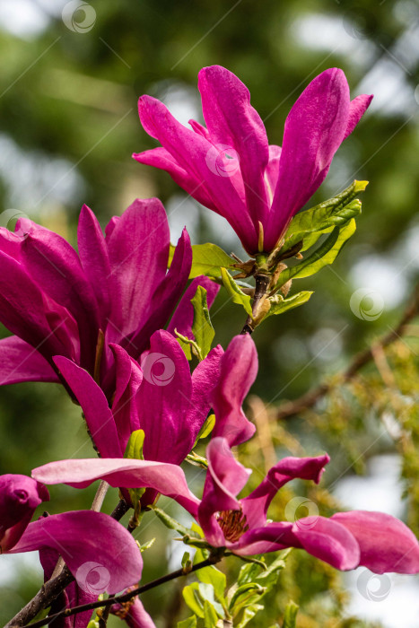 Скачать Крупные розовые цветы магнолии Сьюзен (Magnolia liliiflora x Magnolia stellata) на размытом фоне зелени сада. Выборочный фокус. Красивый цветущий сад весной. Концепция природы для дизайна фотосток Ozero