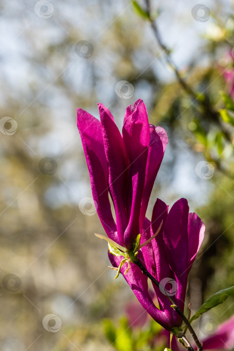 Скачать Крупные розовые цветы на ветвях магнолии Сьюзен (Magnolia liliiflora x Magnolia stellata) на размытом фоне. Выборочный фокус. Красивый цветущий весенний сад. Концепция природы для дизайна. фотосток Ozero