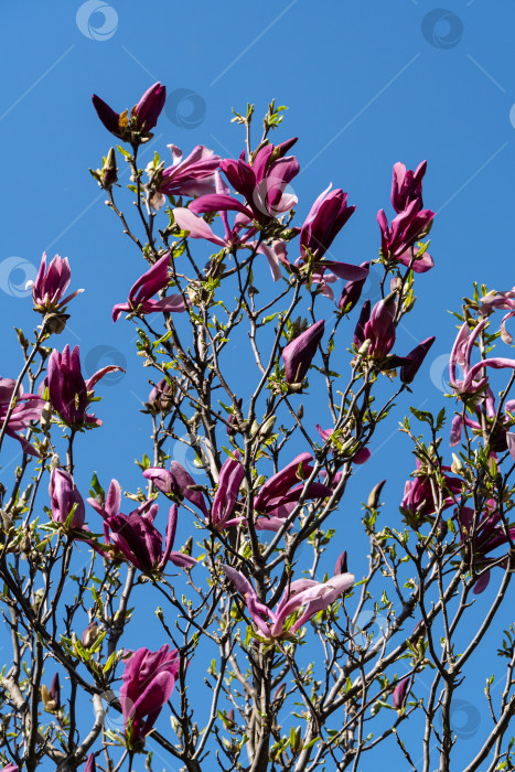 Скачать Красивая цветущая магнолия Сьюзан (Magnolia liliiflora x Magnolia stellata) с крупными розовыми цветами и бутонами на фоне голубого весеннего неба. Ландшафтный сад. Выборочный акцент. Концепция природы для дизайна фотосток Ozero