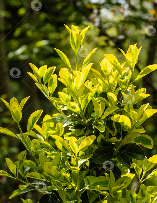 Скачать Euonymus japonicus Aureo-Marginata. Крупный план. Euonymus japonicus Aureo-Marginata с пестрыми зелено-желтыми листьями на размытом зеленом фоне. Выборочный фокус. Фон для естественного дизайна. фотосток Ozero