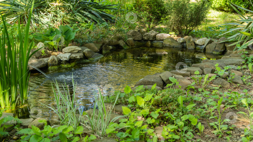 Скачать Красивый небольшой садовый пруд с фонтаном в форме лягушки и каменными берегами. Вечнозеленый весенний ландшафтный сад. Выборочный подход. Природная концепция дизайна. фотосток Ozero
