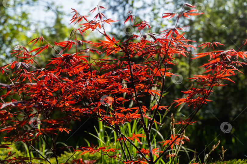 Скачать Японский клен Acer palmatum Atropurpureum на берегу красивого садового пруда. Выборочный фокус. Крупный план. Молодые красные листья сияют на весеннем солнце. Весенний пейзаж, концепция природы. фотосток Ozero