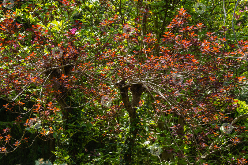 Скачать Фиолетовые листья на ветвях Cotinus coggygria Royal Purple (Rhus cotinus, европейское дымчатое дерево) светятся на весеннем солнце. Размытый фон. Ландшафтный сад. Крупный план. Концепция природы. Выборочный фокус. фотосток Ozero