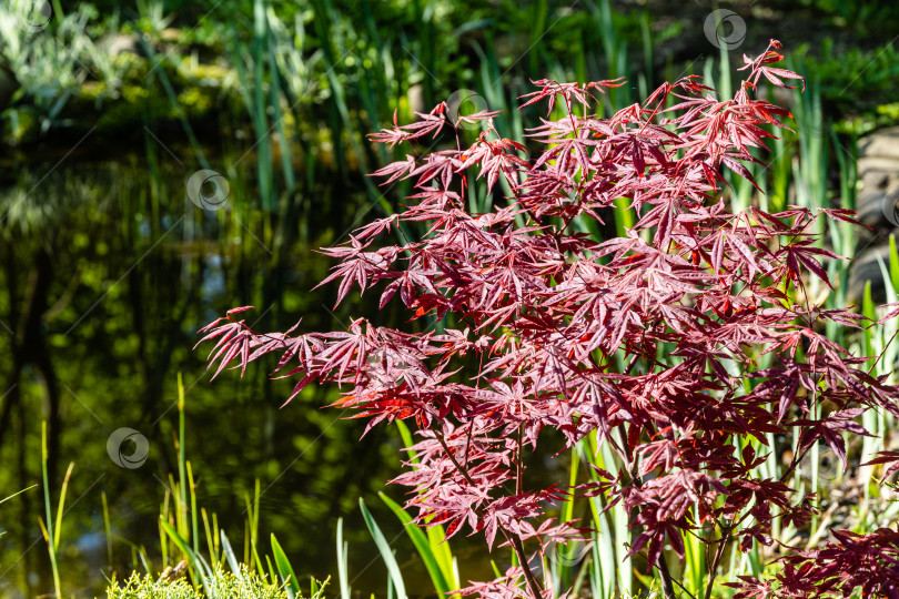 Скачать Японский клен Acer palmatum Atropurpureum на берегу красивого садового пруда. Выборочный фокус. Молодые красные листья на размытом фоне вечнозеленых растений. Весенний пейзаж, концепция фона природы. фотосток Ozero