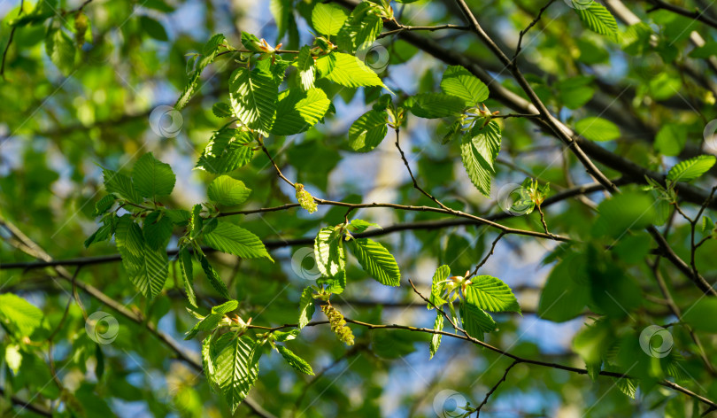 Скачать Молодые зеленые листья с весенними сережками Carpinus betulus, граба европейского или обыкновенного. Красивые веточки на весеннем фоне. Концепция природы для любого дизайна. Избирательный подход фотосток Ozero