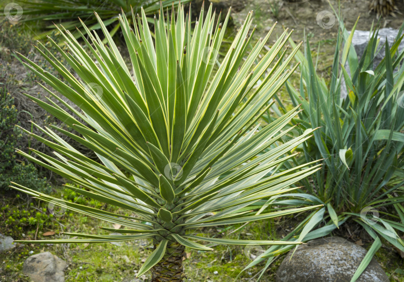 Скачать Зеленая листва алоэ Юкки (Yucca Aloifolia) или испанского штыкового кинжала. Декоративное растение в весеннем дендрарии Парка южных культур в Сириусе (Адлер) Сочи. фотосток Ozero