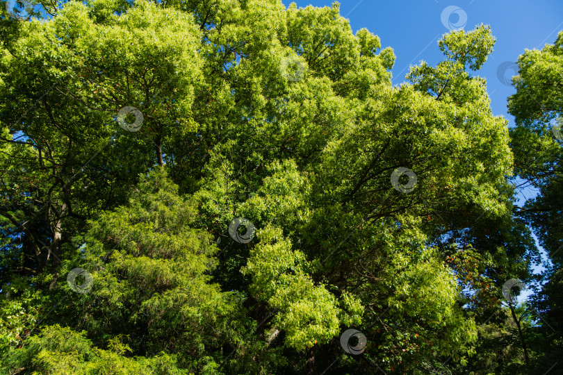 Скачать Прекрасное долголетие большого камфорного дерева (Cinnamomum camphora) обыкновенного камфорного дерева или камфорного лавра с вечнозелеными листьями в дендрарии Парка южных культур в Сириусе (Адлер) Сочи. фотосток Ozero