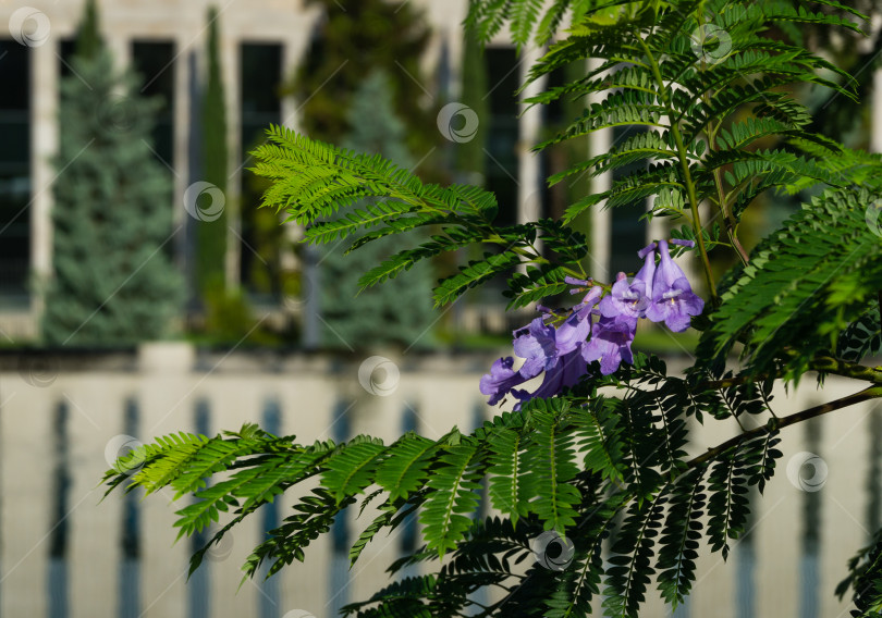 Скачать Фиолетовые цветы на ветке джакаранды (Jacaranda mimosifolia). Первое цветение на деревьях джакаранды в общественном ландшафтном парке "Краснодар" или "Парк Галицкого" в июне 2021 года фотосток Ozero