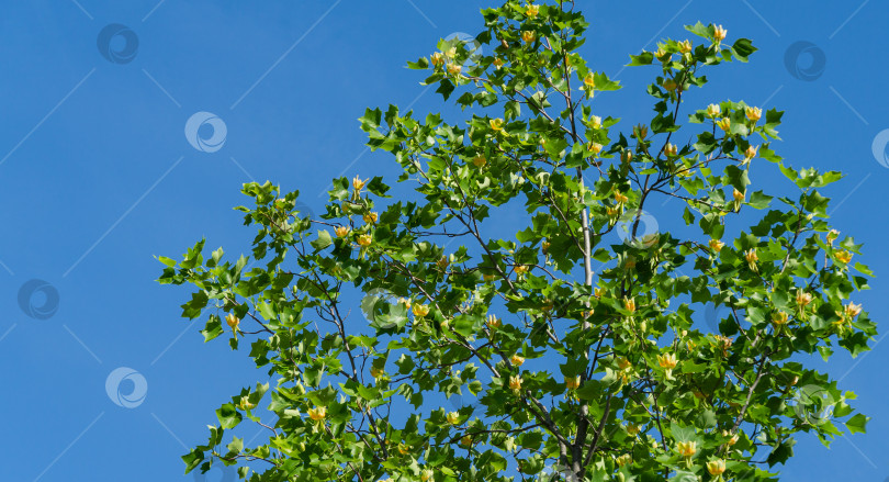 Скачать Много цветов на тюльпанном дереве (Liriodendron tulipifera) в городском парке Краснодара. Общественный ландшафт "Парк Галицкого" для отдыха. Американское тюльпанное дерево или тюльпановый тополь на фоне голубого неба. фотосток Ozero