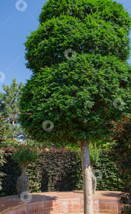 Скачать Красивый пейзаж с подстриженным тисом Taxus baccata (английский тис, европейский тис) и живой изгородью из европейского бука (Fagus sylvatica) вокруг. Городской парк Краснодара или ландшафтный парк Галицкого в солнечном июне 2021 года фотосток Ozero