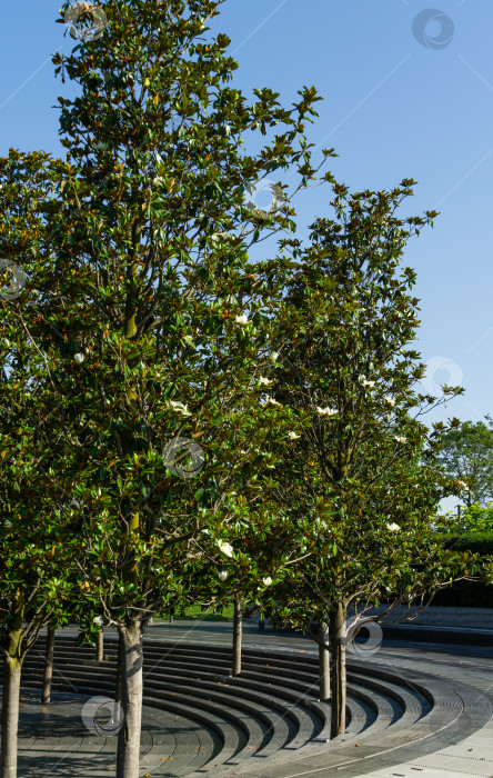 Скачать Цветущие вечнозеленые деревья Южной магнолии (Magnolia Grandiflora) вокруг фонтана "Кратер" в городском парке Краснодара. Цветущая магнолия в общественном ландшафте "Парк Галицкого" в солнечном июне 2021 года фотосток Ozero