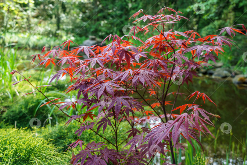 Скачать Японский клен Acer palmatum Atropurpureum на берегу красивого садового пруда. Молодые красные листья на размытом фоне зеленых растений. Весенний пейзаж, свежие обои, концепция фона природы фотосток Ozero