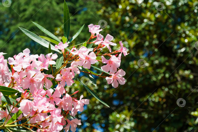 Скачать Крупный план цветка розового олеандра (Nerium oleander). Цветение дерева Nerium oleander flowers. Розовые цветы на кустарнике в центре города-курорта Сочи. Токсичен во всех своих проявлениях. фотосток Ozero