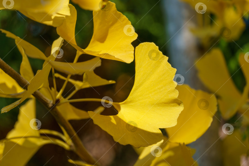 Скачать Желтые и золотые листья дерева гинкго (Ginkgo biloba), известного как гинкго или гингко на фоне размытой листвы. Крупный план золотой листвы элегантная концепция природы для дизайна фотосток Ozero