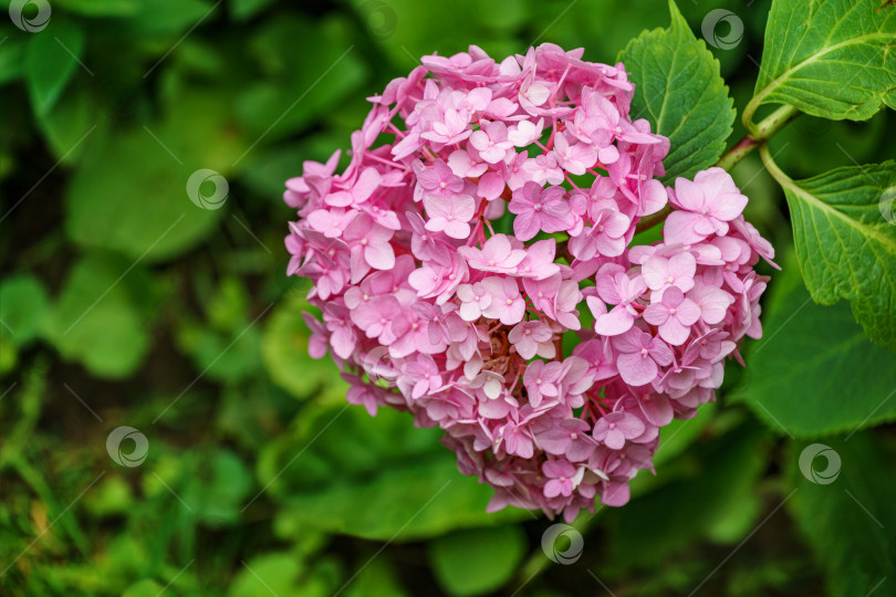 Скачать Мягкий выборочный макрофокус разноцветных розовых цветов hydrangea macrophylla на фоне вечнозеленых растений. Элегантный летний цветочный пейзаж, свежие обои и концепция фона природы фотосток Ozero