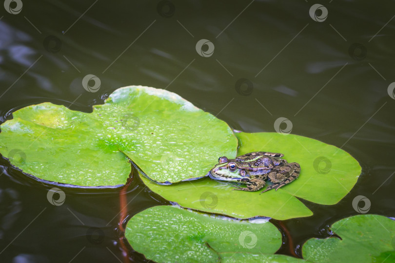 Скачать Лягушка Рана ридибунда (pelophylax ridibundus) находится на листе водяной лилии в пруду. Естественная среда обитания и концепция природы для дизайна. Пейзаж для любых обоев. Есть место для текста фотосток Ozero
