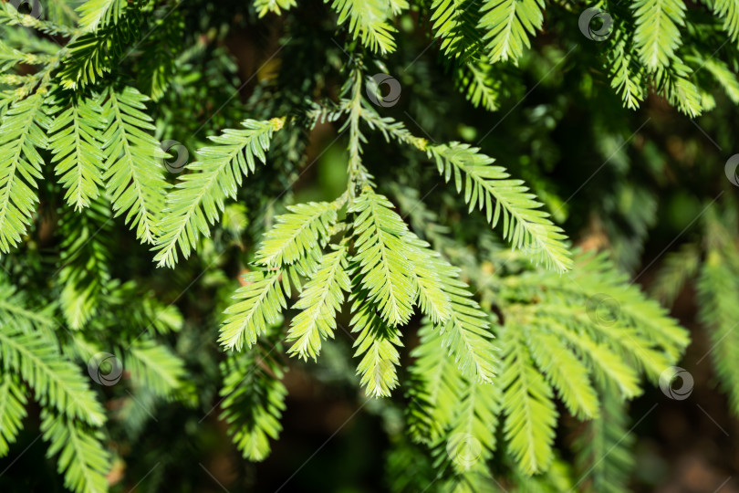 Скачать Крупный план зеленых листьев вечнозеленой секвойи sempervirens Glauca (береговое красное дерево) в дендрарии Парка южных культур в Сириусе (Адлер) Сочи. Обои с природой, скопируйте пространство. фотосток Ozero