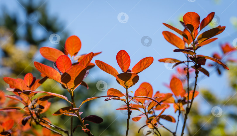 Скачать Молодые фиолетовые листья Cotinus coggygria Royal Purple (Rhus cotinus, европейское дымчатое дерево) с цветами на фоне солнечного света на фоне размытой зелени в весеннем саду фотосток Ozero