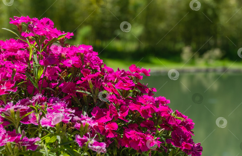 Скачать Крупный план розовых цветов Dianthus chinensis на размытом фоне пруда. Радужный или китайский розовый в дендрарии Парка южных культур в Сириусе (Адлер), Сочи. фотосток Ozero