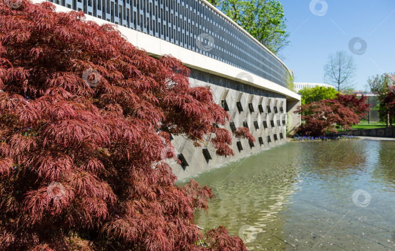 Скачать Изящный Acer Palmatum Dissectum с красными листьями на декоративной стене с фонтаном в японском дворике в городском парке Краснодара. Парк Галицкого в солнечном мае 2021 года фотосток Ozero