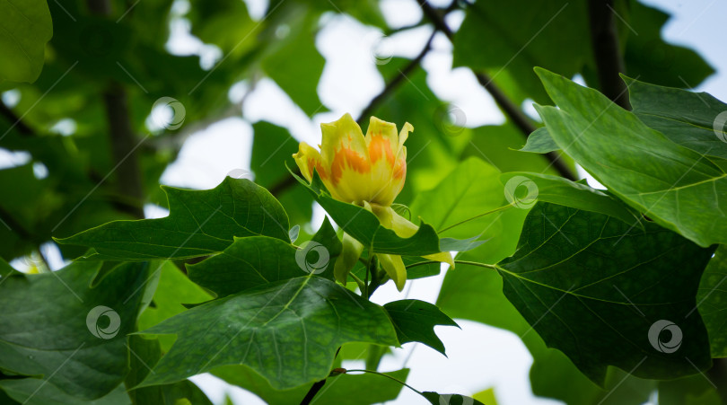 Скачать Желтый цветок на тюльпанном дереве (Liriodendron tulipifera) между зелеными листьями. Американское тюльпанное дерево или тюльпановый тополь в декоративном саду фотосток Ozero