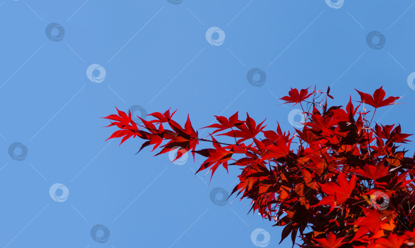 Скачать Крупный план красных листьев пурпурного Acer Palmatum Atropurpureum на фоне голубого неба. Выборочный фокус с пространством для копирования. Клен растет в общественном ландшафтном городском парке "Краснодарский" или "Галицкий" фотосток Ozero