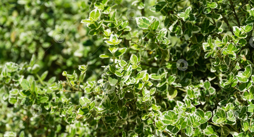 Скачать Euonymus fortunei 'Изумрудная веселость' с пестрыми зелеными и белыми листьями. Элегантный фон. Веретено Фортуны или зимняя лиана в общественном ландшафтном городском парке Краснодара или "Парке Галицкого" фотосток Ozero