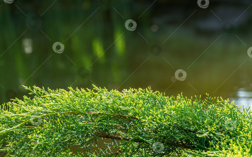 Скачать Молодые зеленые с желтыми верхушками веточки Juniperus pfitzeriana или Juniperus media Golden Saucer. Можжевельник растет возле пруда на размытом зеленом фоне. Интересен как естественный фон для любого дизайна фотосток Ozero