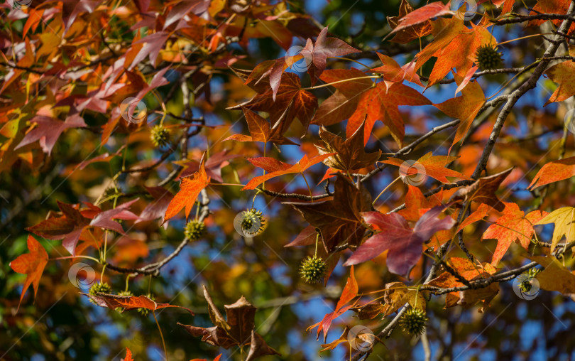 Скачать Крупный план красных листьев и колючих шариков-семян Liquidambar styraciflua, обычно называемого американской сладкой камедью (янтарным деревом) в парке Горячий Ключ. Концепция природы для дизайна фотосток Ozero