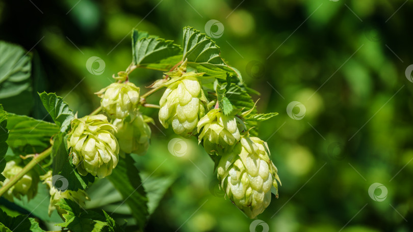 Скачать Зеленые свежие шишки хмеля (Humulus lupulus) на солнышке в саду. Крупный план сельскохозяйственных растений для приготовления пива и хлеба. Humulus lupulus, хмель обыкновенный или хмелевидный хмель, из семейства конопляных Cannabaceae фотосток Ozero